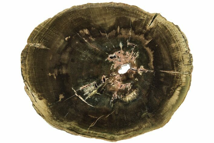 Triassic Petrified Wood (Woodworthia) Round - Zimbabwe #210865
